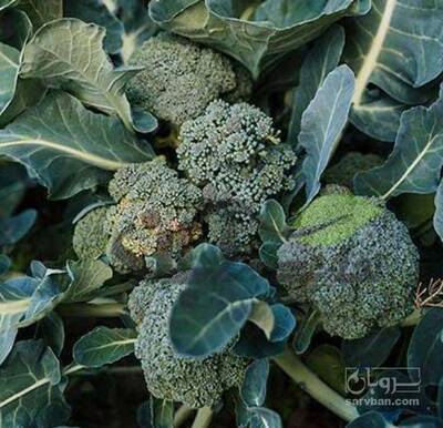 فروش کلم بروکلی