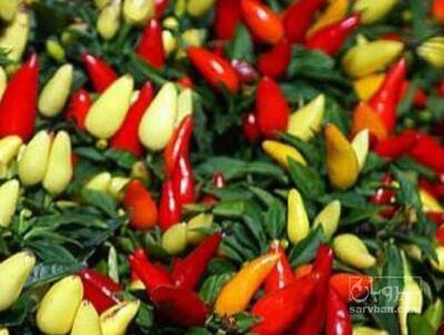 فروش فلفل مکزیکی