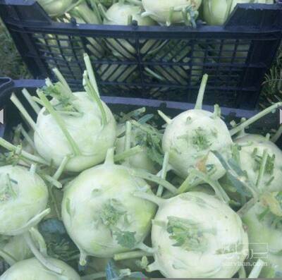 فروش کلم قمری