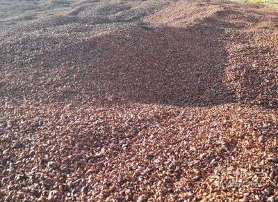 فروش پوست  انار خشک