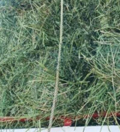 فروش یونجه