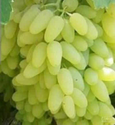 فروش انگورپیکامی