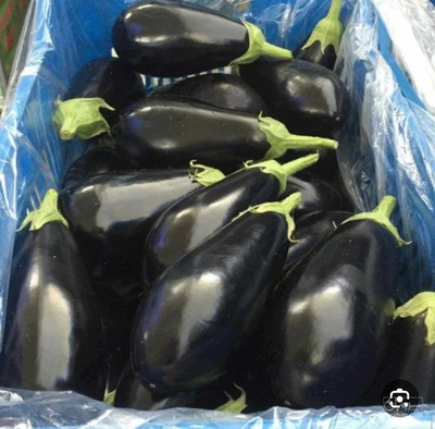 فروش بادمجان