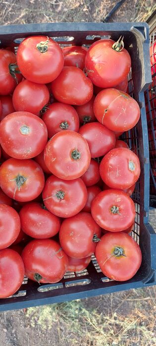 فروش گوجه فرنگی8320