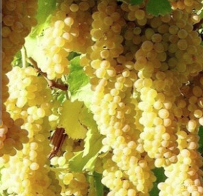 فروش انگور بی دانه