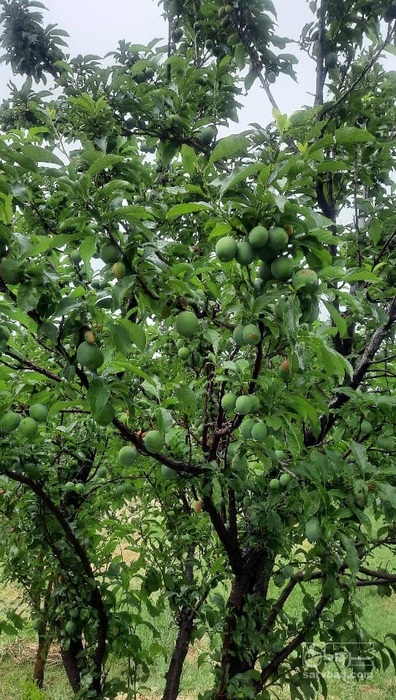 فروش آلوشابلون