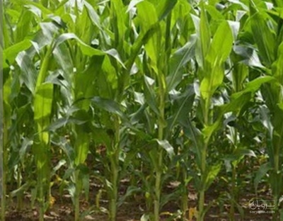 فروش چاپر ذرت - سیلاژ ذرت