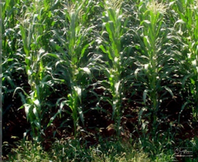 فروش چاپر ذرت - سیلاژ ذرت