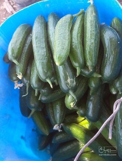 فروش خیار محلی