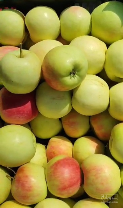 فروش سیب گلاب