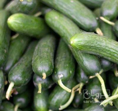 فروش خیار محلی