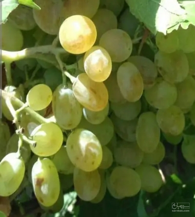 فروش انگورعسگری