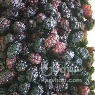 فروش شاتوت منجمد