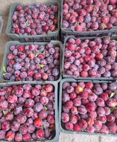 فروش آلو سانتریزه