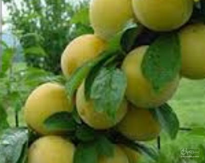 فروش آلو کالیفرنیا