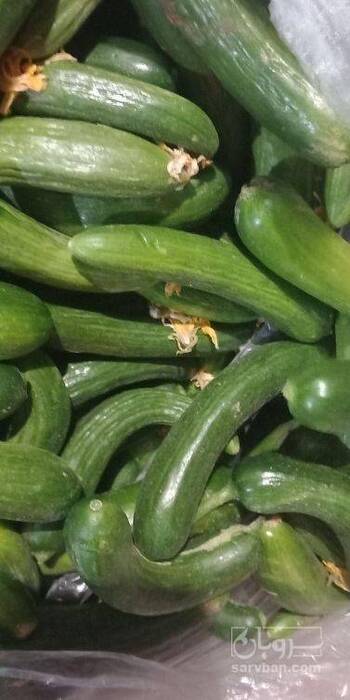 فروش خیار سبز