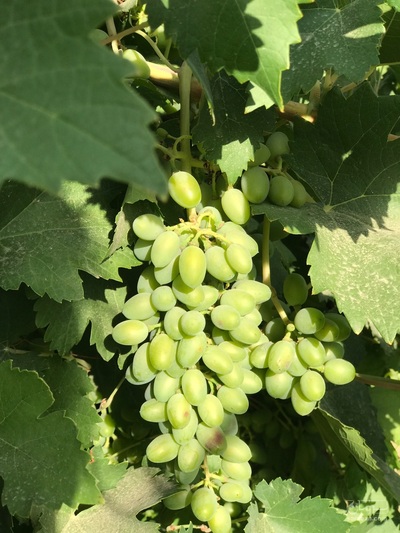 فروش غوره عسگری