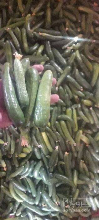 فروش خیار سبز