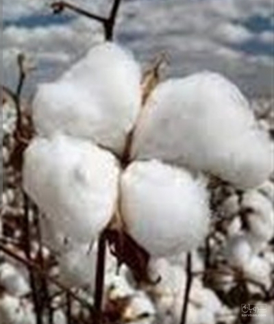 فروش پنبه