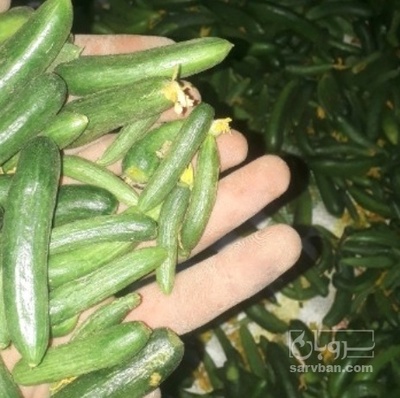 فروش خیار ویژه