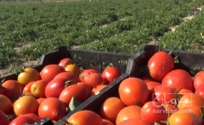 فروش گوجه فرنگی هوای آزاد