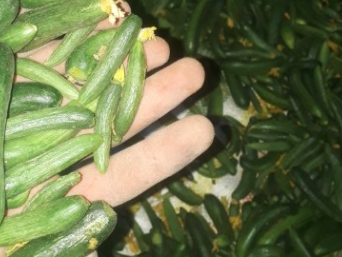 فروش خیار