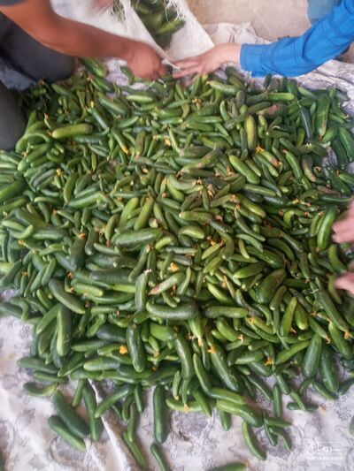 فروش خیار خیارشوری