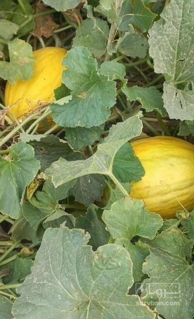 فروش خربزه شیرازی