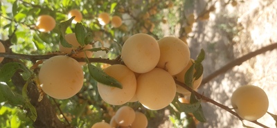 فروش آلو قطره طلا