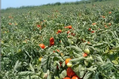 فروش گوجه فرنگی