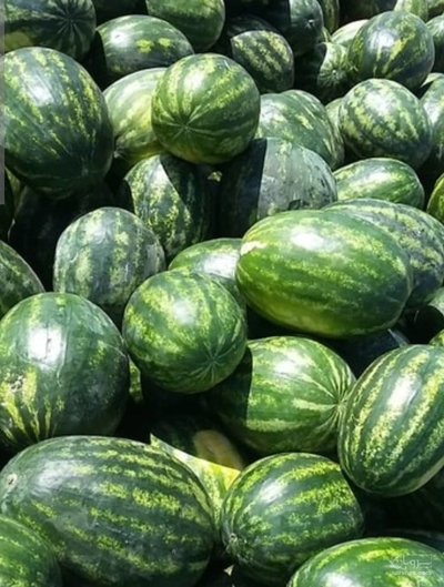 فروش هندوانه گرد