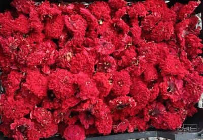 فروش گلنار فارسی ( گلانار )