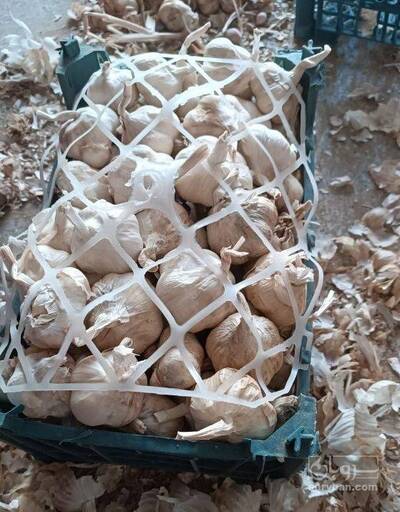 فروش سیر خشک سبدی