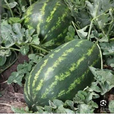 فروش هندوانه