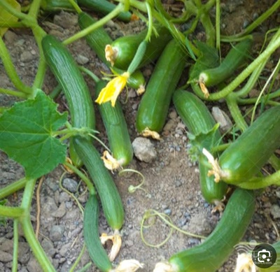 فروش خیار خیارشوری