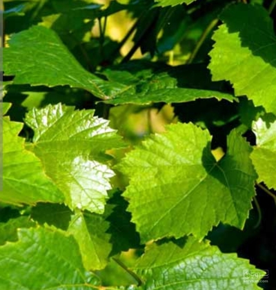 فروش برگ مو