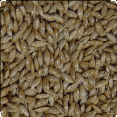 فروش تخم کتان