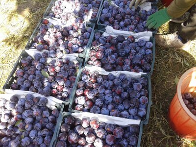 فروش آلو شابلون