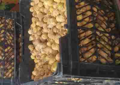 فروش انجیرخشک