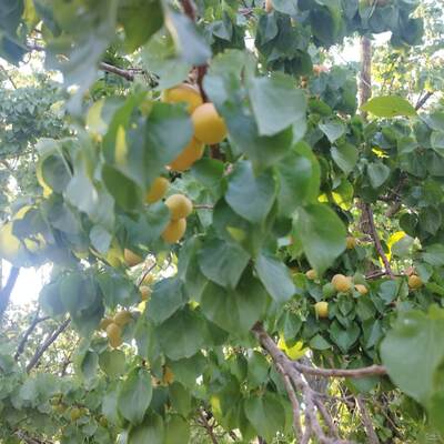 فروش آلو  زرد