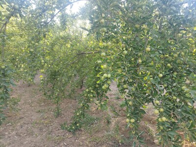 فروش سیب گلاب