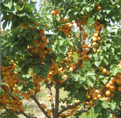 فروش زردآلو