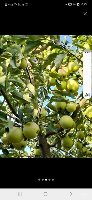 فروش سیب گلاب