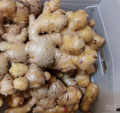 فروش زنجبیل