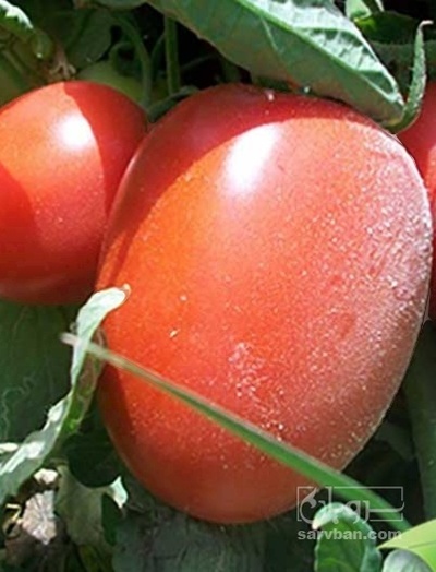 فروش گوجه فرنگی متین