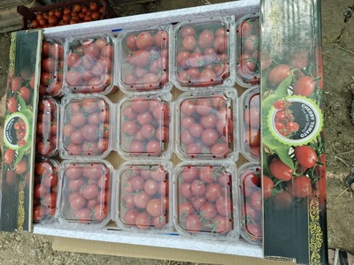 فروش گوجه فرنگی گیلاسی