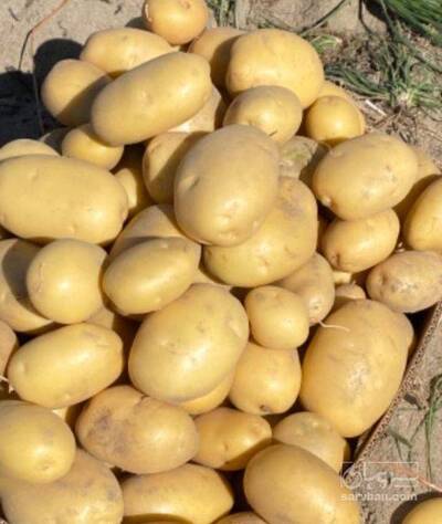 فروش سیب زمینی کلمبا