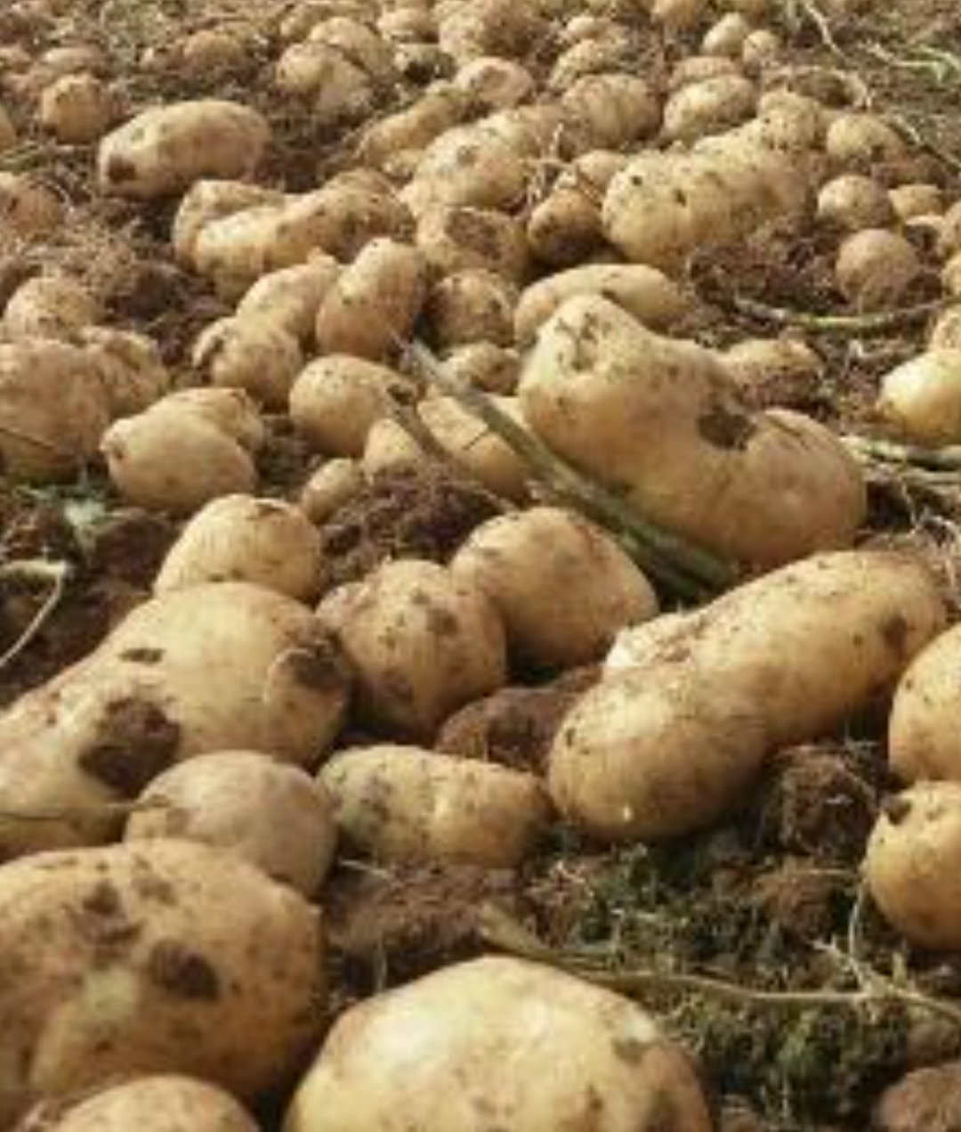 فروش سیب زمینی