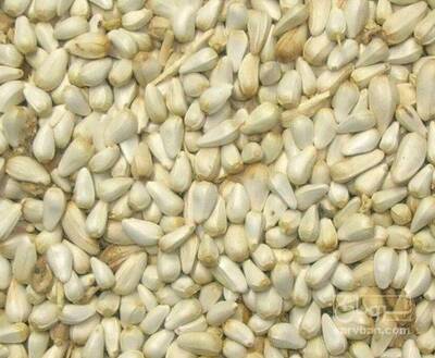 فروش  دانه گلرنگ