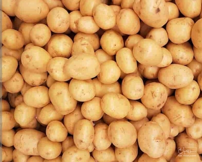 فروش سیب زمینی جلی